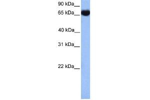 Image no. 2 for anti-Heat Shock 70kDa Protein 1-Like (HSPA1L) (C-Term) antibody (ABIN2785492)