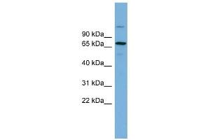 Image no. 1 for anti-BRCA1 Associated Protein (BRAP) (Middle Region) antibody (ABIN631144)
