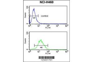 Image no. 3 for anti-Cyclin B1 Interacting Protein 1 (CCNB1IP1) antibody (ABIN2158097)