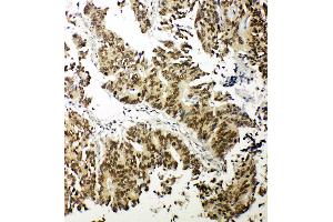Image no. 4 for anti-Nuclear Respiratory Factor 1 (NRF1) (AA 272-288), (Middle Region) antibody (ABIN3044020)