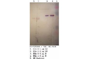 Image no. 1 for anti-Bovine Serum Albumin (BSA) antibody (ABIN491668)