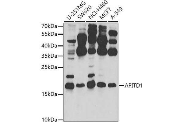 APITD1 Antikörper  (AA 1-138)