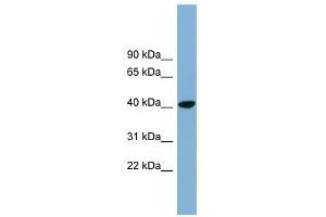 Image no. 1 for anti-PIN2/TERF1 Interacting, Telomerase Inhibitor 1 (PINX1) (N-Term) antibody (ABIN630717)