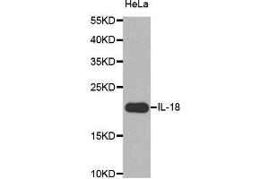 Image no. 1 for anti-Interleukin 18 (IL18) antibody (ABIN3021465)