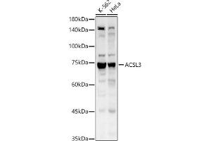 Acsl3 Antikörper  (AA 42-300)