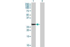 Western Blot analysis of KIRREL2 expression in transfected 293T cell line by KIRREL2 MaxPab polyclonal antibody.