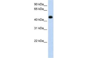 Image no. 1 for anti-Hydroxyacid Oxidase (Glycolate Oxidase) 1 (HAO1) antibody (ABIN2462589)