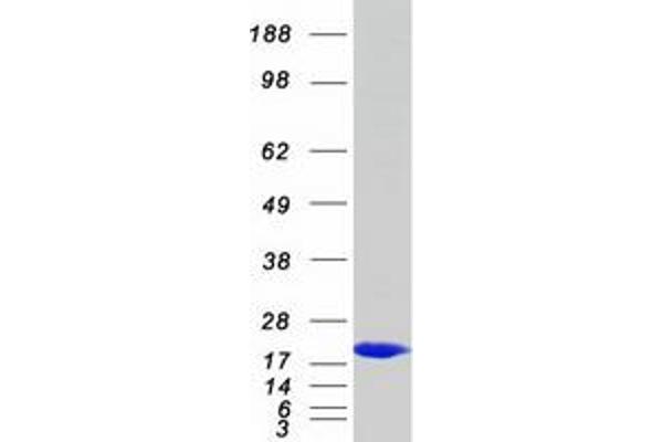 PDE6D Protein (Myc-DYKDDDDK Tag)