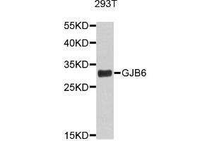 Image no. 1 for anti-Gap Junction Protein, beta 6, 30kDa (GJB6) antibody (ABIN1872824)