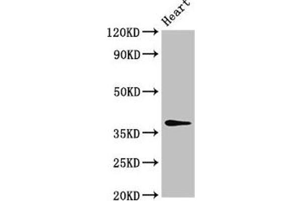 MAT2B antibody  (AA 85-143)