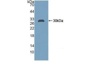 CA2 antibody  (AA 1-260)