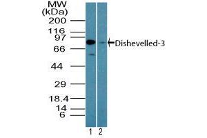 Image no. 2 for anti-Dishevelled, Dsh Homolog 3 (Drosophila) (DVL3) (AA 560-610) antibody (ABIN960145)