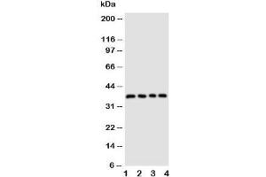 Image no. 2 for anti-CD1d Molecule (CD1D) (AA 76-92) antibody (ABIN3030370)