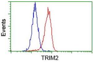 Image no. 3 for anti-Tripartite Motif Containing 2 (TRIM2) (AA 1-100), (AA 1500-1600) antibody (ABIN1490539)