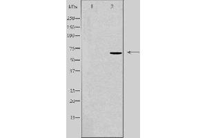 Image no. 2 for anti-DEAD (Asp-Glu-Ala-Asp) Box Polypeptide 52 (DDX52) (C-Term) antibody (ABIN6258451)