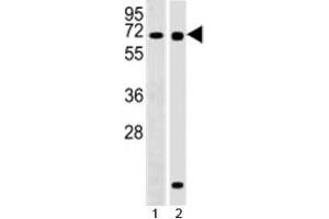 Image no. 3 for anti-Recombination Signal Binding Protein For Immunoglobulin kappa J Region (RBPJ) (AA 1-29) antibody (ABIN3032451)