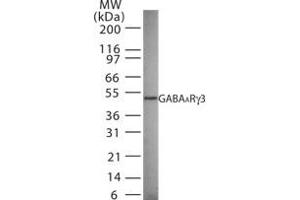 Image no. 1 for anti-gamma-aminobutyric Acid (GABA) A Receptor, gamma 3 (GABRG3) (AA 18-33) antibody (ABIN232992)
