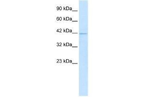 Image no. 1 for anti-Homeobox A10 (HOXA10) (N-Term) antibody (ABIN2792574)
