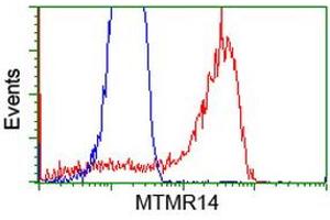 Image no. 1 for anti-Myotubularin Related Protein 14 (MTMR14) antibody (ABIN1499589)