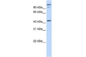 Image no. 1 for anti-AFG3-Like Protein 2 (AFG3L2) (Middle Region) antibody (ABIN2782736)