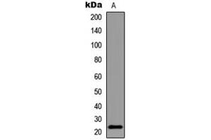 Western blot analysis of BAD (pS155) expression in HeLa Forskolin-treated (A) whole cell lysates.