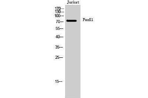 Image no. 1 for anti-Forkhead Box K1 (Foxk1) (C-Term) antibody (ABIN3180627)