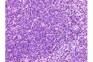 Image no. 4 for anti-CD4 (CD4) (AA 385-457) antibody (ABIN671376)