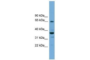 Image no. 1 for anti-TH1-Like (TH1L) (N-Term) antibody (ABIN929003)