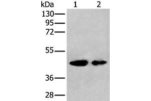 Western blot analysis of A549 and HEPG2 cell lysates using VASP Polyclonal Antibody at dilution of 1:400