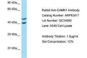 Image no. 1 for anti-Calcium/calmodulin-Dependent Protein Kinase I (CAMK1) (N-Term) antibody (ABIN2789636)