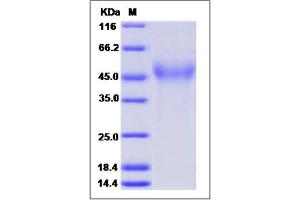Image no. 1 for CD320 Molecule (CD320) (AA 1-208) (Active) protein (His tag) (ABIN2008678)