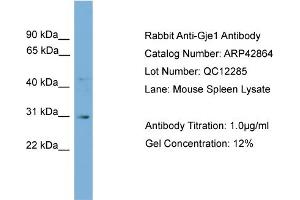 Image no. 2 for anti-Gap Junction Protein, epsilon 1 (GJE1) (N-Term) antibody (ABIN2775609)