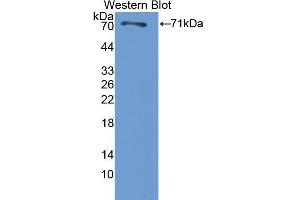 Image no. 1 for anti-Heat Shock 70kDa Protein 2 (HSPA2) (AA 1-633) antibody (ABIN1078116)