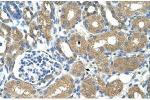 Image no. 2 for anti-Alcohol Dehydrogenase 4 (Class II), pi Polypeptide (ADH4) (Middle Region) antibody (ABIN2781328)