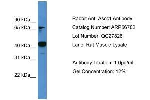 Image no. 2 for anti-Activating Signal Cointegrator 1 Complex Subunit 1 (ASCC1) (C-Term) antibody (ABIN2786899)
