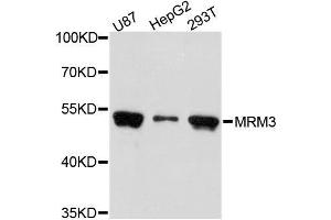 RNMTL1 抗体  (AA 1-420)