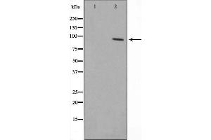 Image no. 1 for anti-Zinc Finger Protein 148 (ZNF148) (N-Term) antibody (ABIN6266110)