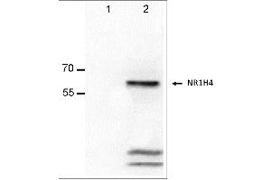 Image no. 2 for anti-Nuclear Receptor Subfamily 1, Group H, Member 4 (NR1H4) (AA 4-24), (Isoform 2) antibody (ABIN2703588)