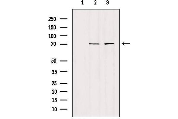 HGFA antibody  (C-Term)