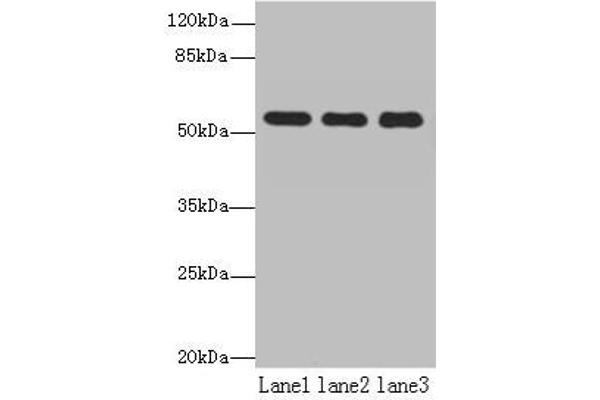 TBC1D22A 抗体  (AA 1-280)