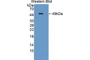 Image no. 1 for anti-Interferon, alpha 5 (IFNA5) (AA 24-189) antibody (ABIN5013764)