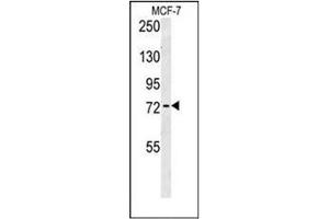 Image no. 2 for anti-rho GTPase Activating Protein 44 (ARHGAP44) (AA 791-819), (C-Term) antibody (ABIN954549)