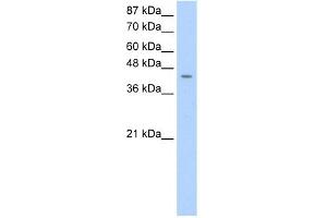 Image no. 1 for anti-Homer Homolog 1 (HOMER1) (C-Term) antibody (ABIN2778651)