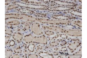 Image no. 3 for anti-Wilms Tumor 1 Associated Protein (WTAP) (AA 70-151) antibody (ABIN523094)