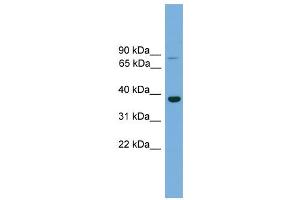 Image no. 1 for anti-Transcription Factor MafA (MAFA) (C-Term) antibody (ABIN2780173)