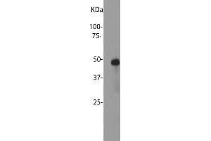 Image no. 1 for anti-S-Antigen, Retina and Pineal Gland (Arrestin) (SAG) antibody (ABIN1580413)