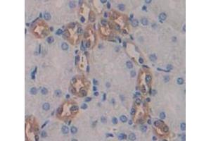 Image no. 2 for anti-Renin (REN) (AA 265-386) antibody (ABIN1860433)