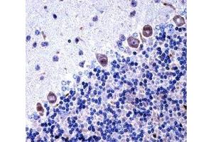 Image no. 2 for anti-Colony Stimulating Factor 1 Receptor (CSF1R) (AA 895-923) antibody (ABIN3028575)