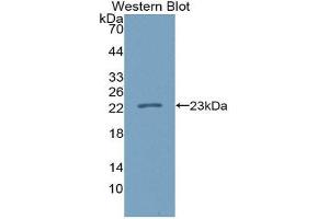 Image no. 1 for anti-Interleukin 37 (IL37) (AA 46-218) antibody (ABIN1980442)