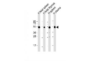 Image no. 4 for anti-Immunoglobulin Heavy Constant gamma 1 (G1m Marker) (IGHG1) (AA 154-180) antibody (ABIN654913)